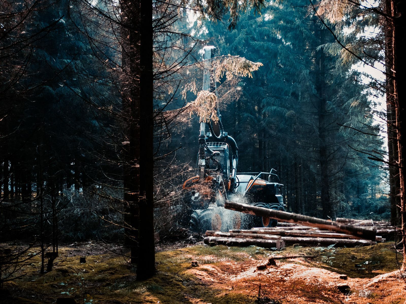 Forestry mulching, 8 acres