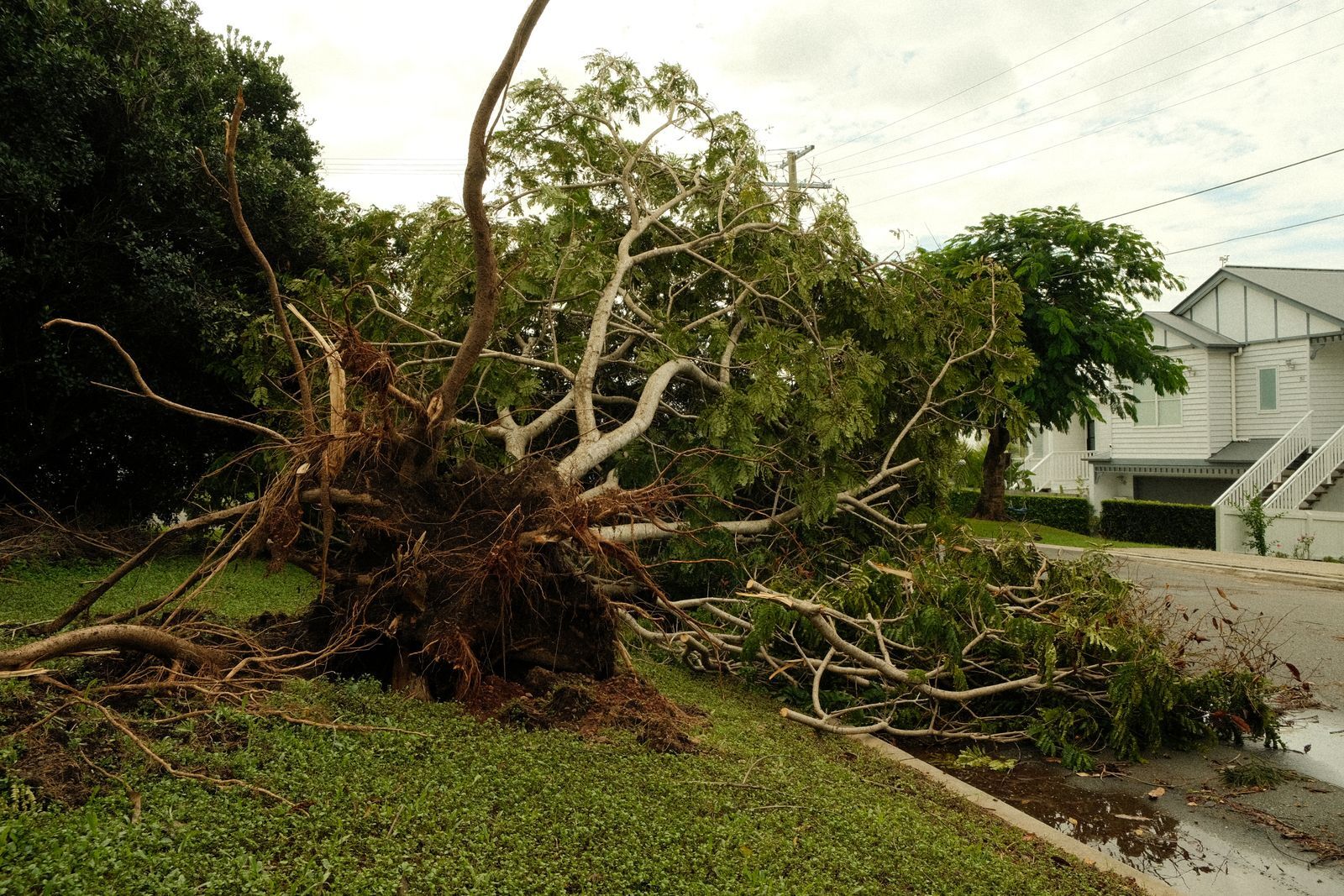Post-storm tree removal